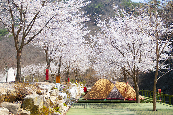 캠핑 D 사이트: 7m x 6m 데크 사이트